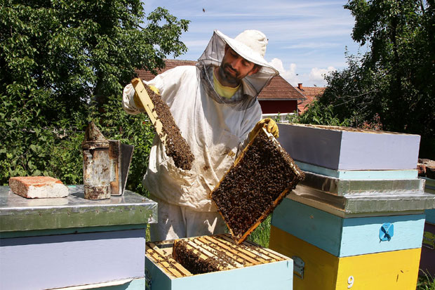 Пчеле и сликање одмор за душу: Иван (37) ради у Музеју у Јагодини, а по поподне - у пчелињаку